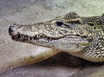 Branson's Wild World photo 4