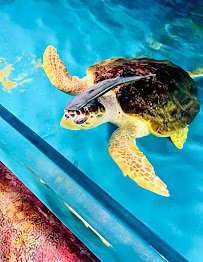 Branson's Wild World photo 5