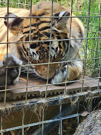 Branson's Wild World photo 6