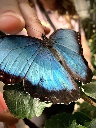 Butterfly Biosphere photo 5