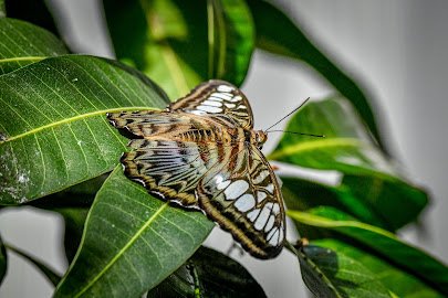 Butterfly Biosphere photo 6