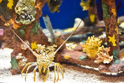 Museum of Coastal Carolina