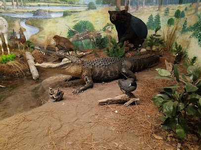 Museum of Coastal Carolina photo 4
