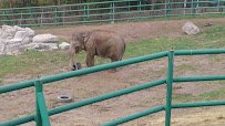 Rosamond Gifford Zoo photo 2