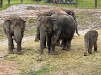 Rosamond Gifford Zoo photo 4