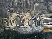 Rosamond Gifford Zoo photo 5