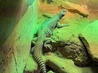 Layton Aquarium & Wildlife photo 6