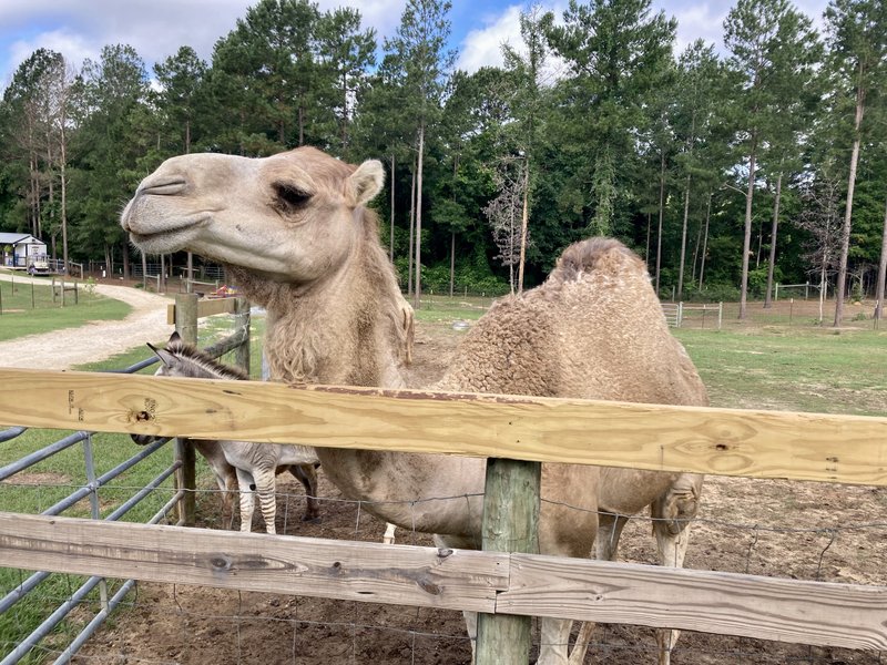 Marley Acres Petting Zoo