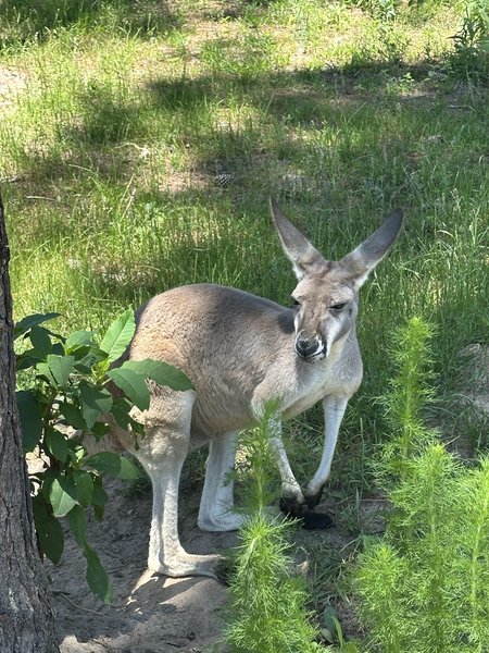 Marley Acres Petting Zoo photo 2
