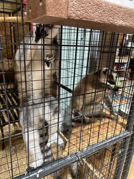 Marley Acres Petting Zoo photo 3