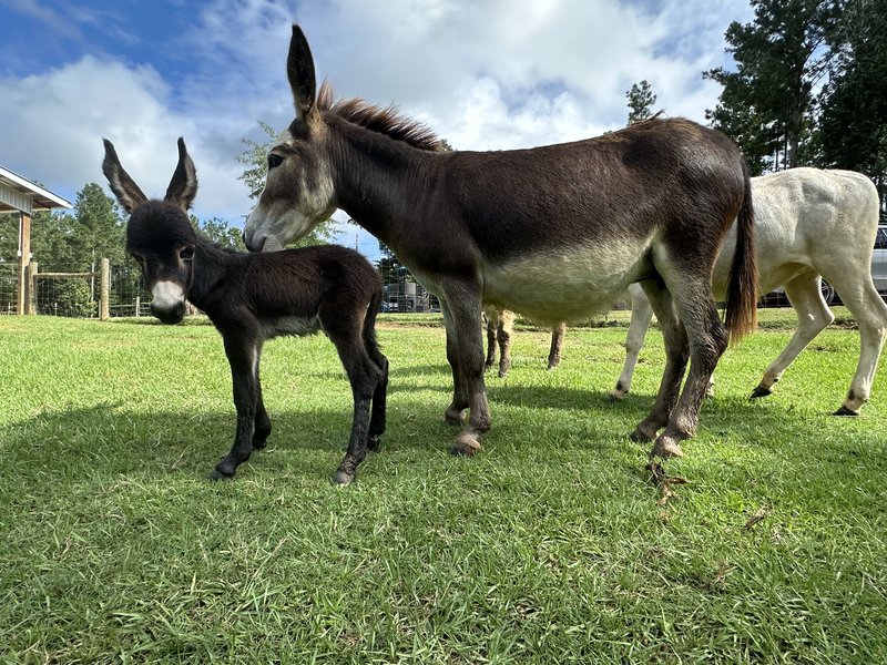 Marley Acres Petting Zoo photo 4