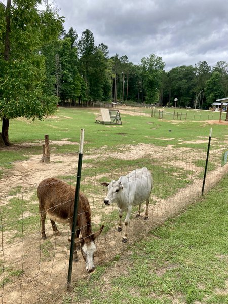 Marley Acres Petting Zoo photo 5