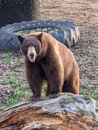 California Trail at Oakland Zoo photo 5