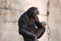 World of Primates at Fort Worth Zoo