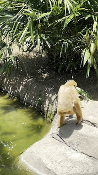 World of Primates at Fort Worth Zoo photo 2