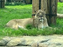World of Primates at Fort Worth Zoo photo 3