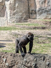 World of Primates at Fort Worth Zoo photo 4