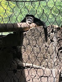 World of Primates at Fort Worth Zoo photo 6
