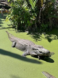 Jungle Adventures, A Real Florida Animal Park photo 4