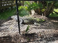 Jungle Adventures, A Real Florida Animal Park photo 5