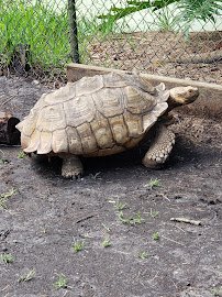 Jungle Adventures, A Real Florida Animal Park photo 6