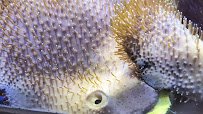 Toledo Zoo Aquarium photo 2