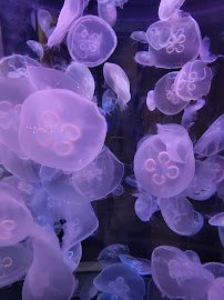 Toledo Zoo Aquarium photo 4
