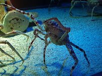 Toledo Zoo Aquarium photo 5