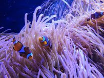 Toledo Zoo Aquarium photo 6
