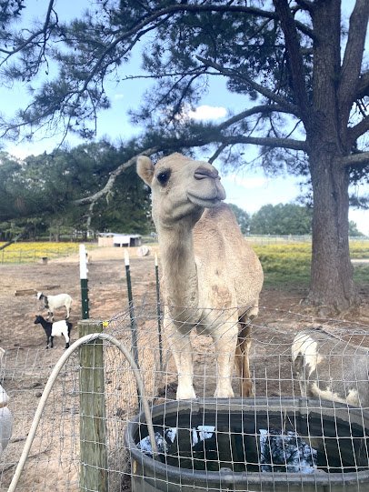 Camp Carousel photo 5