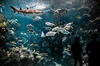 The Florida Aquarium photo 5