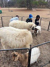 Raleigh mobile zoo & pony rides photo 4