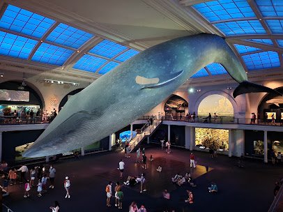 American Museum of Natural History photo 3