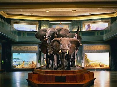 American Museum of Natural History photo 5
