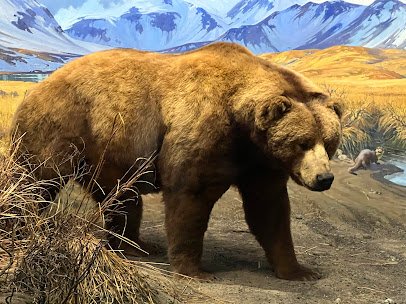 American Museum of Natural History photo 6