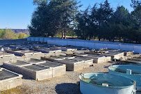 Snake River Cichlids