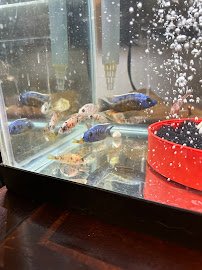 Snake River Cichlids photo 3