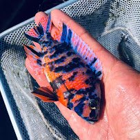 Snake River Cichlids photo 4