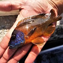 Snake River Cichlids photo 5