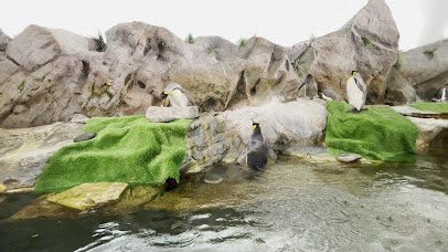 Penguin and Puffin photo 2