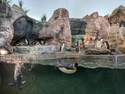 Penguin and Puffin photo 3