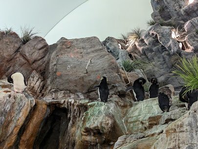 Penguin and Puffin photo 4