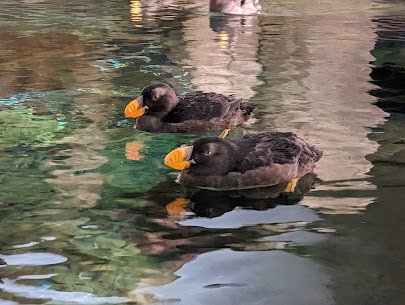 Penguin and Puffin photo 6