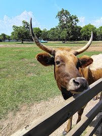 Turquoise Acres Ranch photo 5