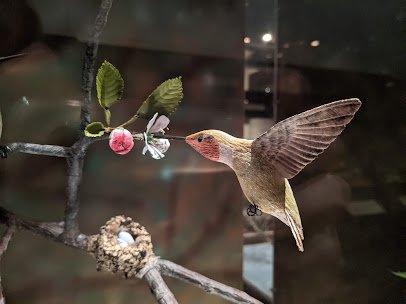 Birds of Vermont Museum photo 4