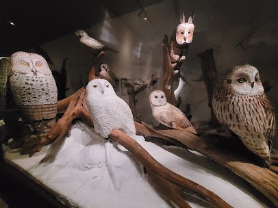Birds of Vermont Museum photo 5