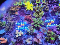 Woody's Seahorse Aquarium & Supply photo 4