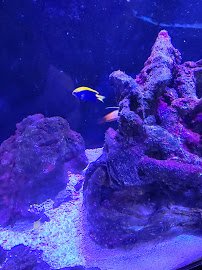 Woody's Seahorse Aquarium & Supply photo 5