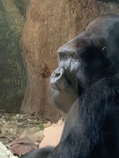 Regenstein Center for African Apes