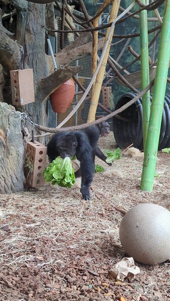Regenstein Center for African Apes photo 2